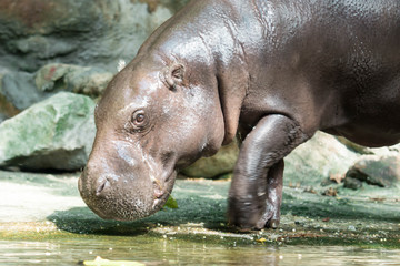 Fototapeta na wymiar Hippopotamus or hippo while looking for food