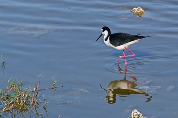 Black-winged stilt