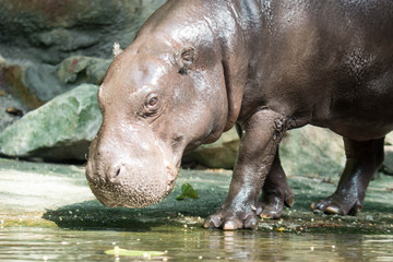 Fototapeta premium Hippopotamus or hippo while looking for food