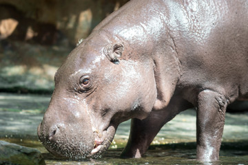 Hippopotamus or hippo while looking for food