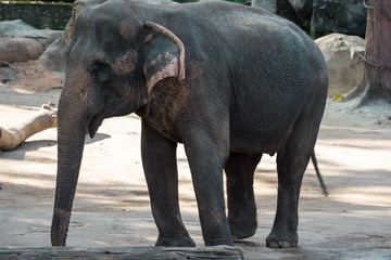 Asian elephant or Asiatic elephant in a zoo in Singapore