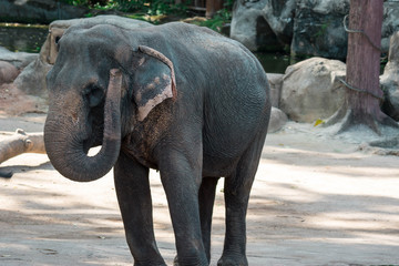 Fototapeta premium Asian elephant or Asiatic elephant in a zoo in Singapore