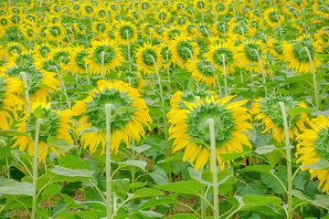 Obraz premium Sunflower in farm