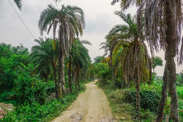 Beautiful palm path in Mayapur, India