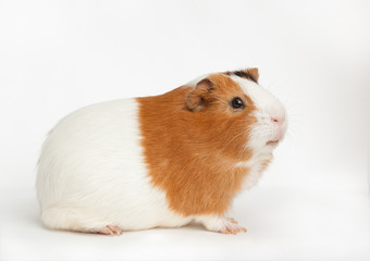 guinea-pig on the light background