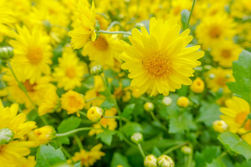 Chrysanthemum flower in farm