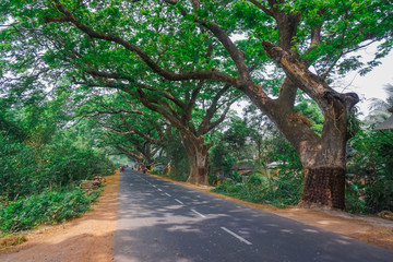 Obraz premium Road among huge trees in the village of Mayapur, India