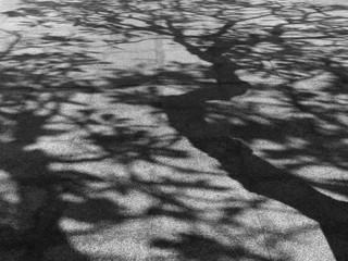 tree shadow on floor