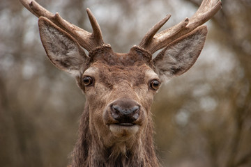 Stolzer junger Rothirsch (Cervus elaphus)