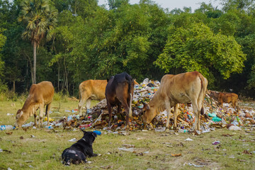 Cows eat organic waste from a large pile. Mayapur, India