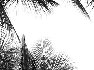 beautiful palms leaf on white background