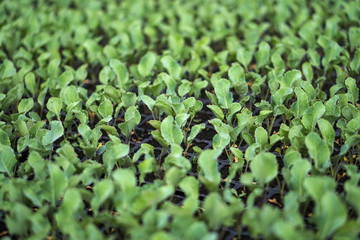 Fototapeta premium Selective Close-up of green seedling. Green salad growing from seed Farm garden in a greenhouse with watering plants. Stock background, photo