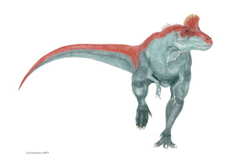 クリオロフォサウルス「氷の鶏冠を持つ爬虫類」ジュラ紀前期の南極大陸に生息していた。外形的な特徴は頭部のユニークな鶏冠であり、おそらくはオスにあるディスプレイであると推測される。アロサウルス科に分類されるが、この鶏冠からより原始的なケラトサウルスの仲間であるとの意見もある。しかし、この高くて幅狭い頭骨はより進化したアロサウルス科に近いと考えられる。トカゲの印象を強調して描いたイラスト。