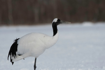 Red-crowned crane, Kushiro city, Hokkaido, Japan 