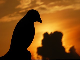 Silhouette bird statue sunset