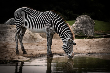 Fototapeta na wymiar Zebre
