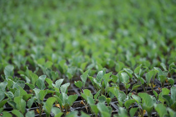 Selective Close-up of green seedling. Green salad growing from seed Farm garden in a greenhouse with watering plants. Stock background, photo