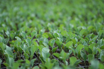 Selective Close-up of green seedling. Green salad growing from seed Farm garden in a greenhouse with watering plants. Stock background, photo