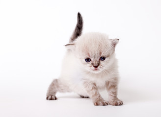 Fototapeta na wymiar little fluffy light lop-eared kitten