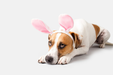 Dog wearing Easter Bunny Ears