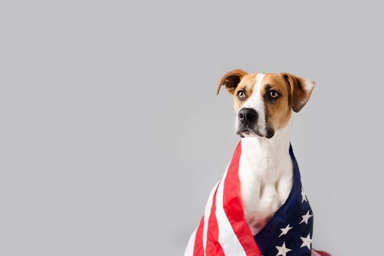 Dog with American Flag Isolated