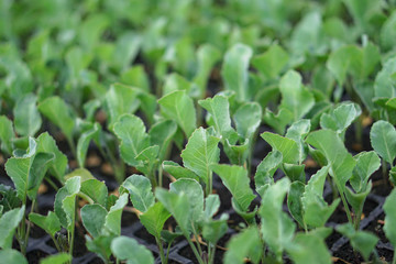 Selective Close-up of green seedling. Green salad growing from seed Farm garden in a greenhouse with watering plants. Stock background, photo