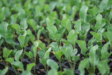 Selective Close-up of green seedling. Green salad growing from seed Farm garden in a greenhouse with watering plants. Stock background, photo