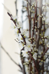 blooming cherry branches on the sill