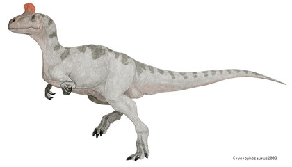 Obraz na płótnie Canvas クリオロフォサウルス「氷の鶏冠を持つ爬虫類」ジュラ紀前期の南極大陸に生息していた。外形的な特徴は頭部のユニークな鶏冠であり、おそらくはオスにあるディスプレイであると推測される。アロサウルス科に分類されるが、この鶏冠からより原始的なケラトサウルスの仲間であるとの意見もある。しかし、この高くて幅狭い頭骨はより進化したアロサウルス科に近いと考えられる。