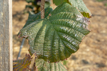 Diseases and pests of nuts and leaves of hazelnut bushes close-up. The concept of chemical garden protection. © Сергей Кучугурный