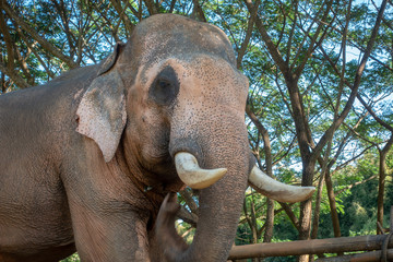 Fototapeta premium Asiatic or asian elephant in farm.