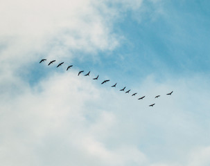 birds fly in the sky
