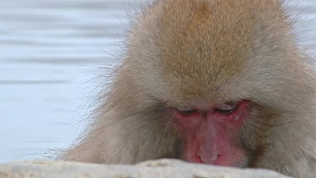 Japanese monkeys in hot spring. Jigokudani Monkey Park, Nagano Prefecture, Japan.