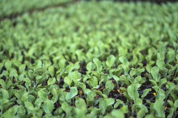 Selective Close-up of green seedling. Green salad growing from seed Farm garden in a greenhouse with watering plants. Stock background, photo