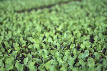 Selective Close-up of green seedling. Green salad growing from seed Farm garden in a greenhouse with watering plants. Stock background, photo