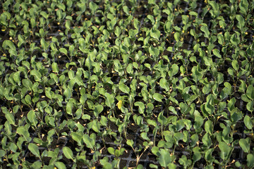 Selective Close-up of green seedling. Green salad growing from seed Farm garden in a greenhouse with watering plants. Stock background, photo
