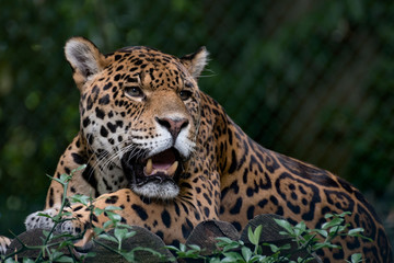 Fototapeta na wymiar Jaguard