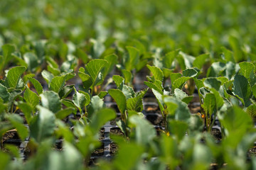 Selective Close-up of green seedling. Green salad growing from seed Farm garden in a greenhouse with watering plants. Stock background, photo