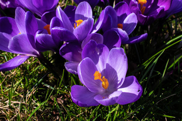 Bunch of purple crocus flowers