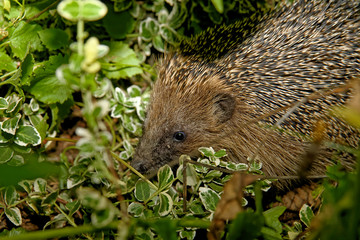 Junger Igel