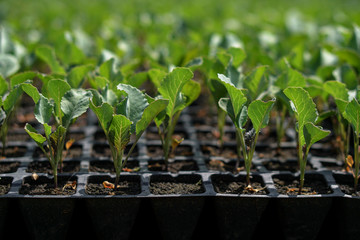 Selective Close-up of green seedling. Green salad growing from seed Farm garden in a greenhouse with watering plants. Stock background, photo
