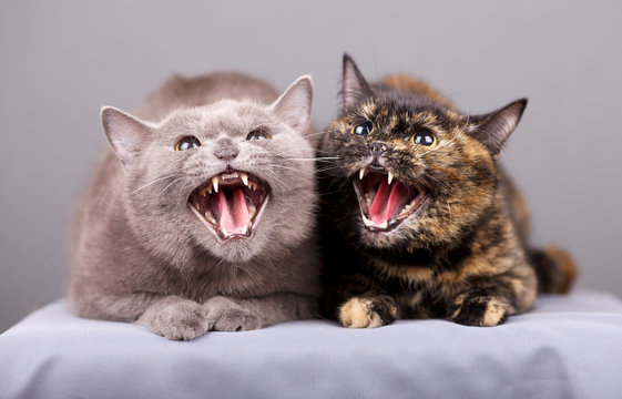 Portrait of two cats when they hiss in a rage are in an aggressive state