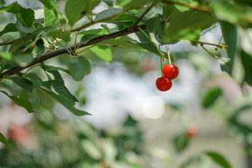 Ripe cherries on the tree in summer. Juicy natural fruits and berries in the garden. Stock background, photo