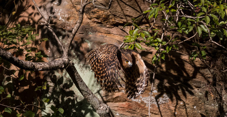 Tawny Fish Owl in flight