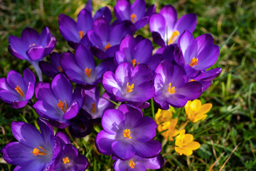 Bunch of purple crocus flowers stained with some little yellow flowers