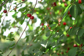 Ripe cherries on the tree in summer. Juicy natural fruits and berries in the garden. Stock background, photo