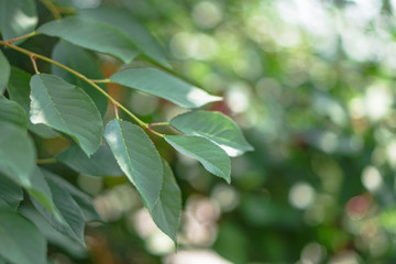 Leaves of the pear tree in the garden. natural farming. Stock background, photo