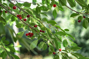 Ripe cherries on the tree in summer. Juicy natural fruits and berries in the garden. Stock background, photo