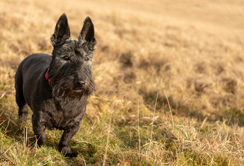 Old Scottish terrier dog in Meadow