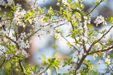 Spring tree blossom flower